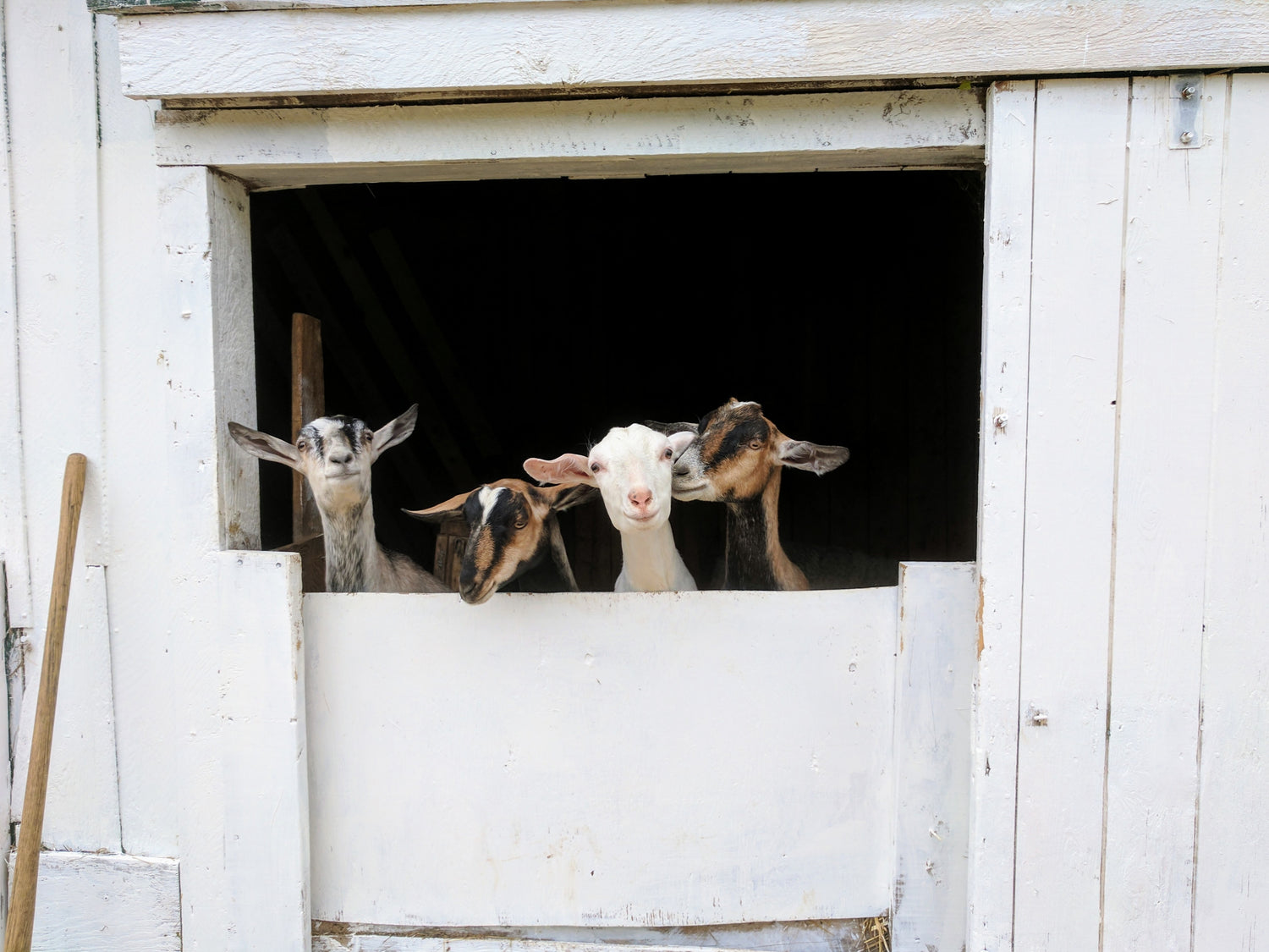 Goats looking out of a white barn