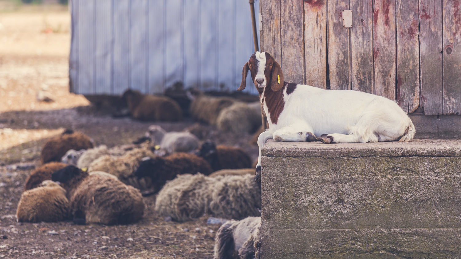 Goat laying down by a red barn
